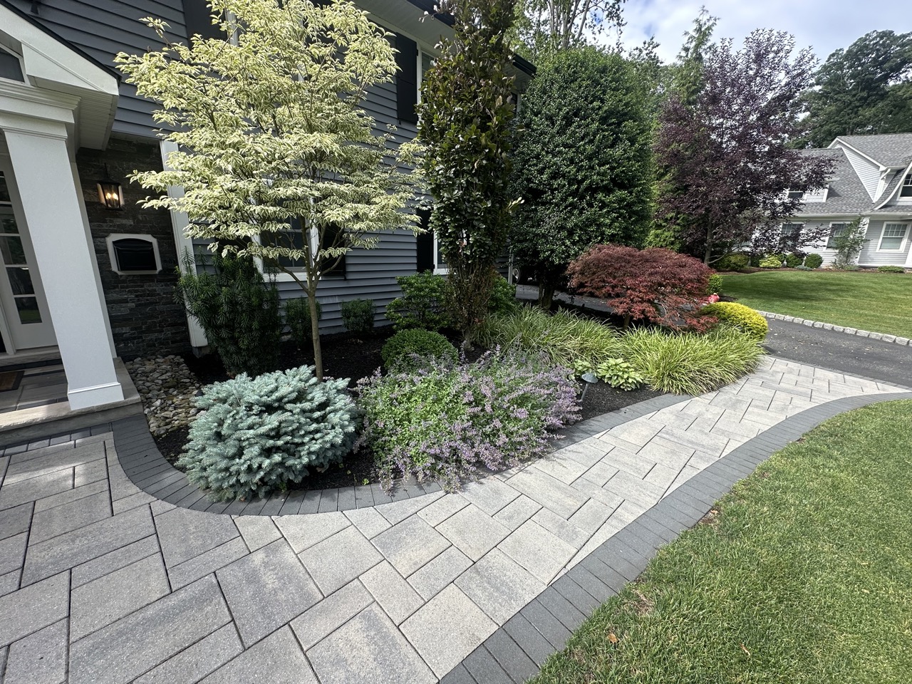 Front entry paver walkway with Japanese maple, blue spruce and ornamental perennials