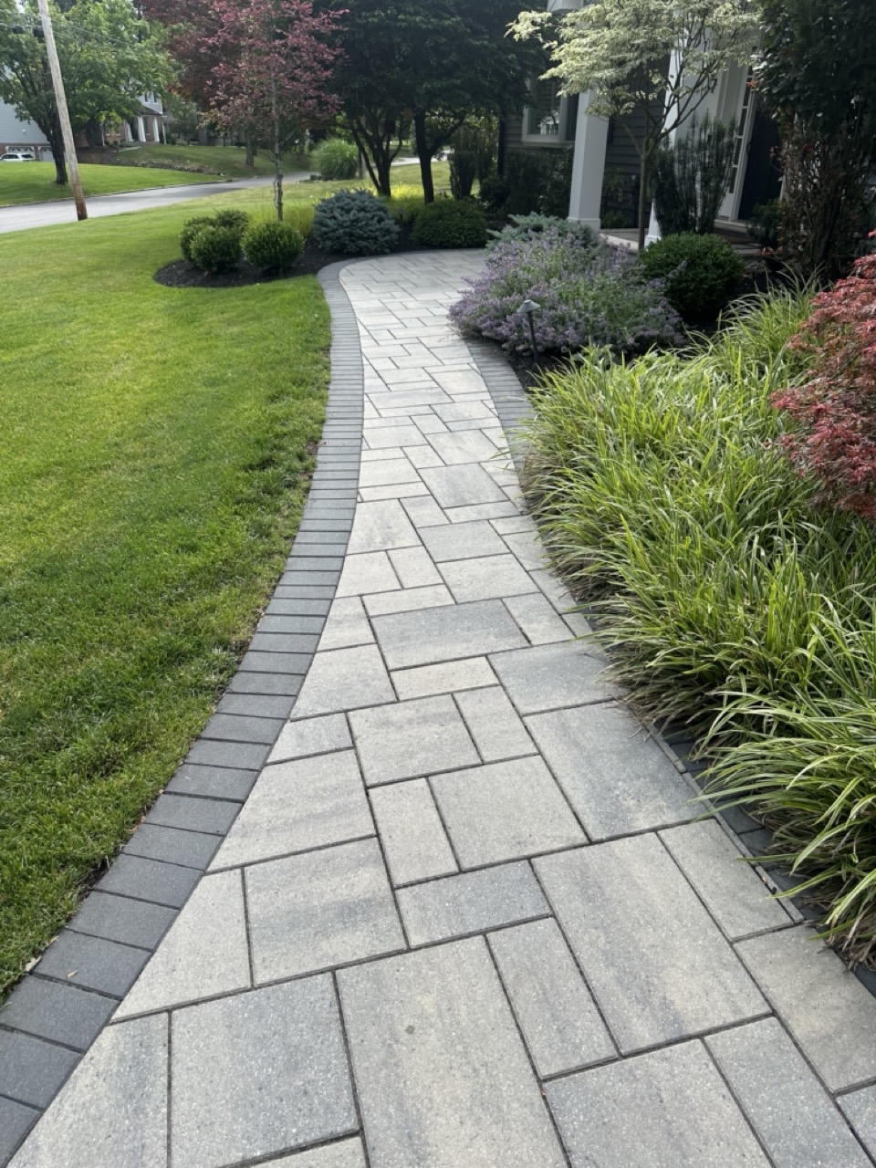 Curved paver front walkway with ornamental grasses, lavender and Japanese maple